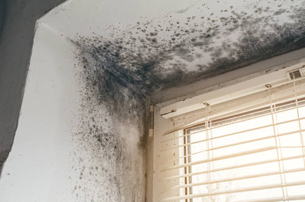Affordable Hvac And Air Duct Mold Remediation solutions in Fairfield, IL